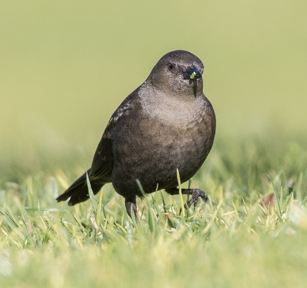 Brewer's Blackbird - ML86318071