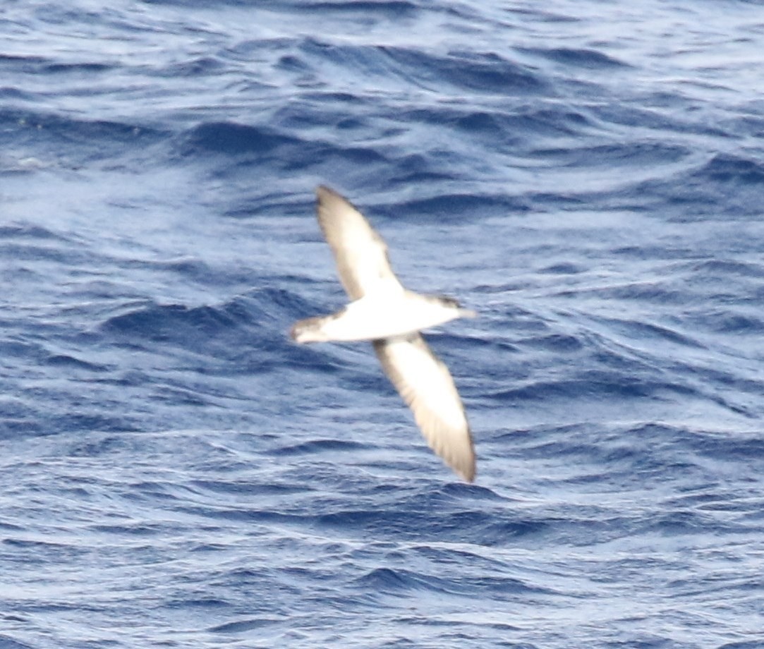 Audubon's Shearwater - ML86318731