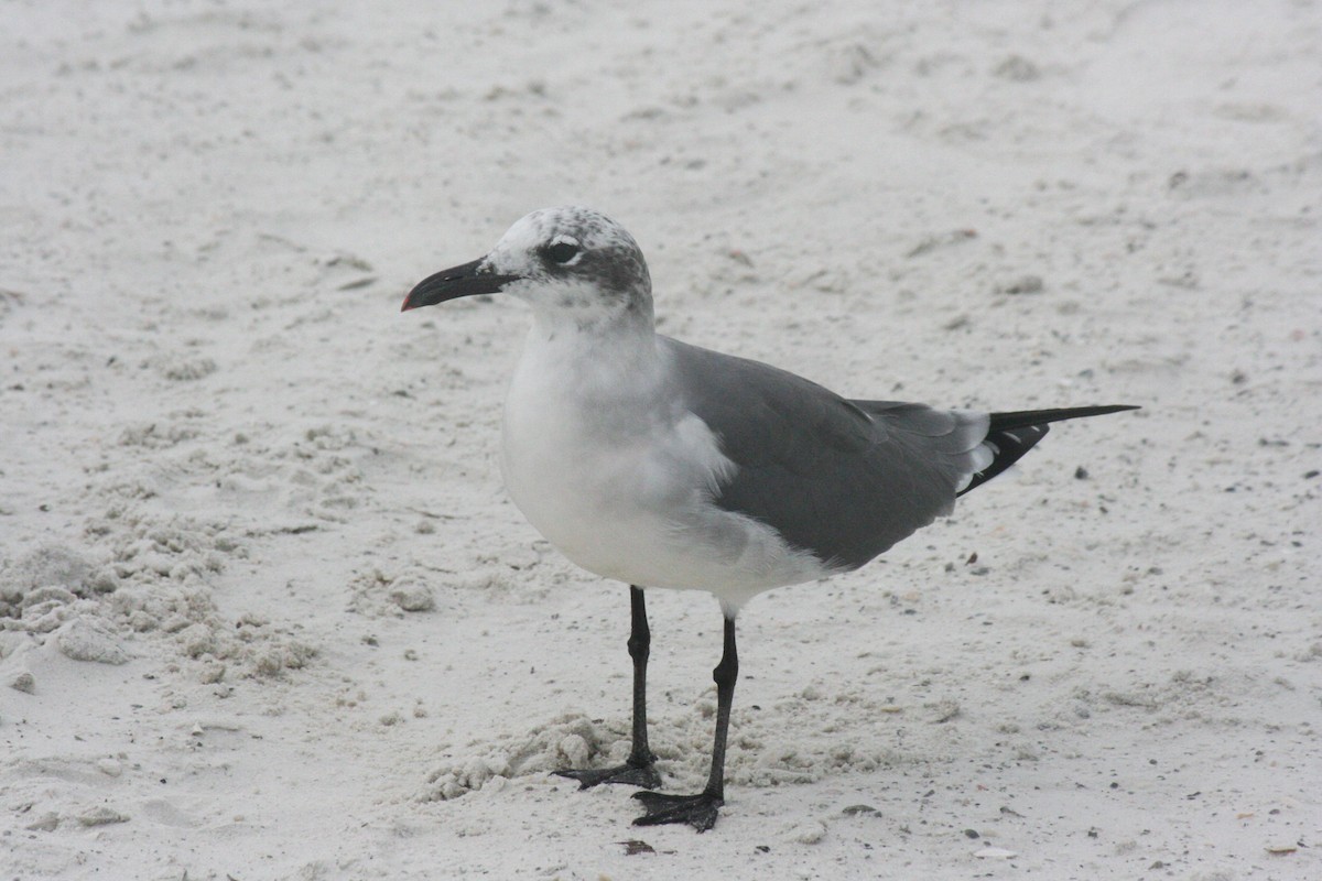 Laughing Gull - Chris Long