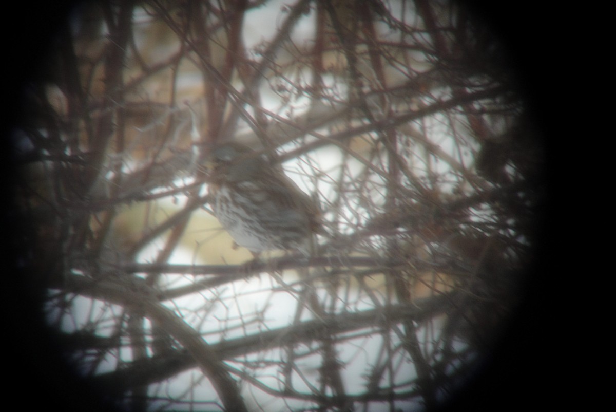 Fox Sparrow - ML86321681