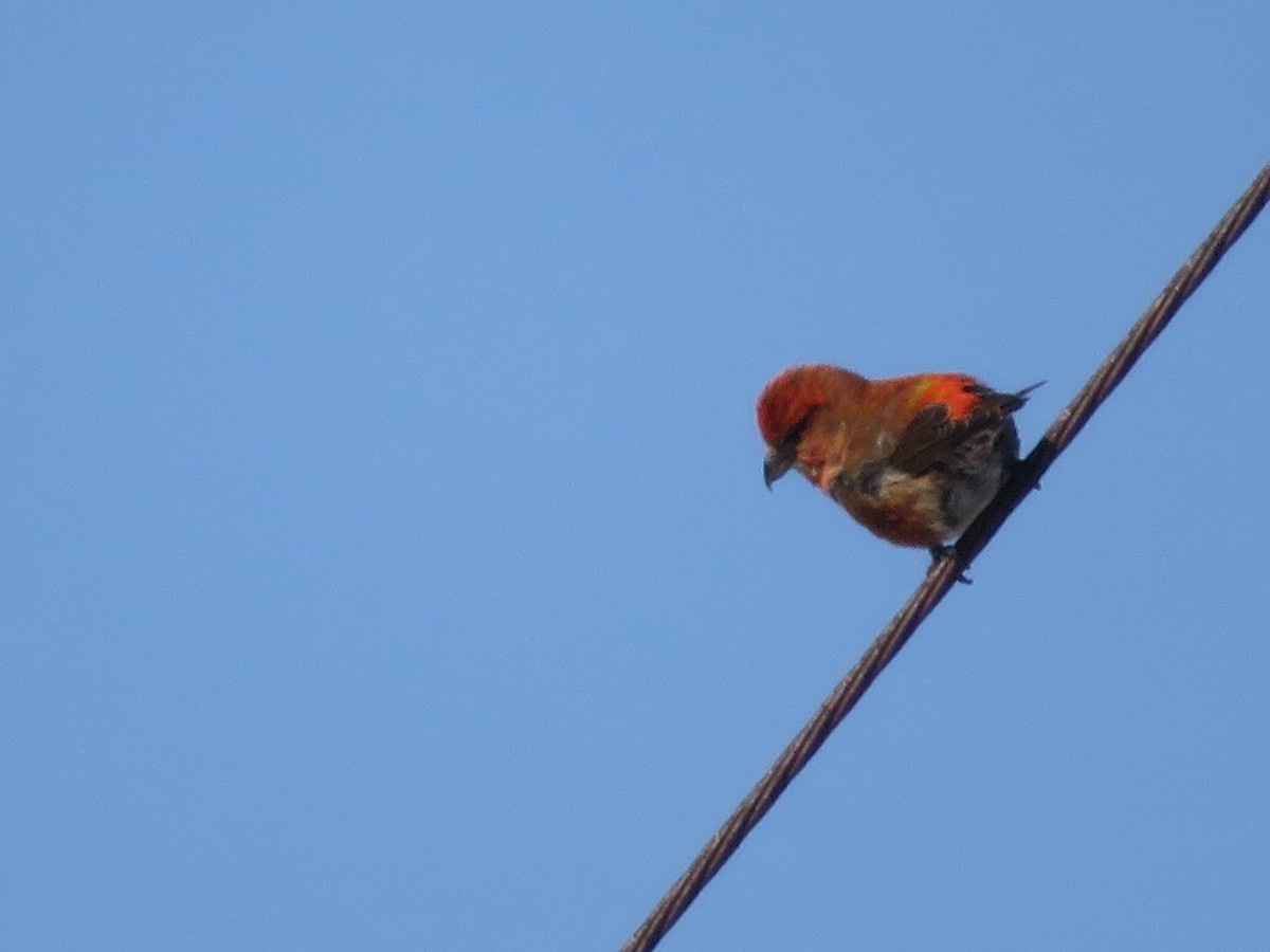 Red Crossbill - karl  schmidt