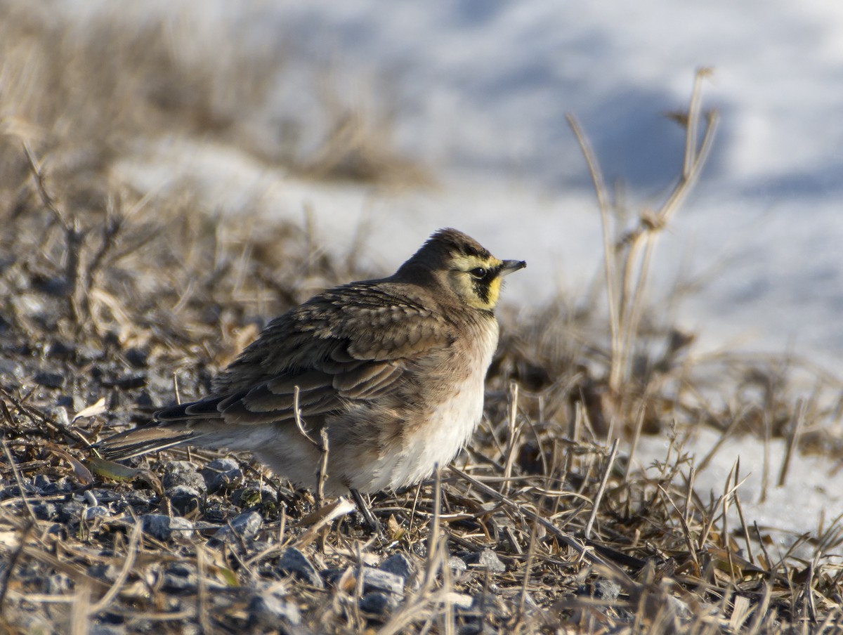 Horned Lark - ML86322221