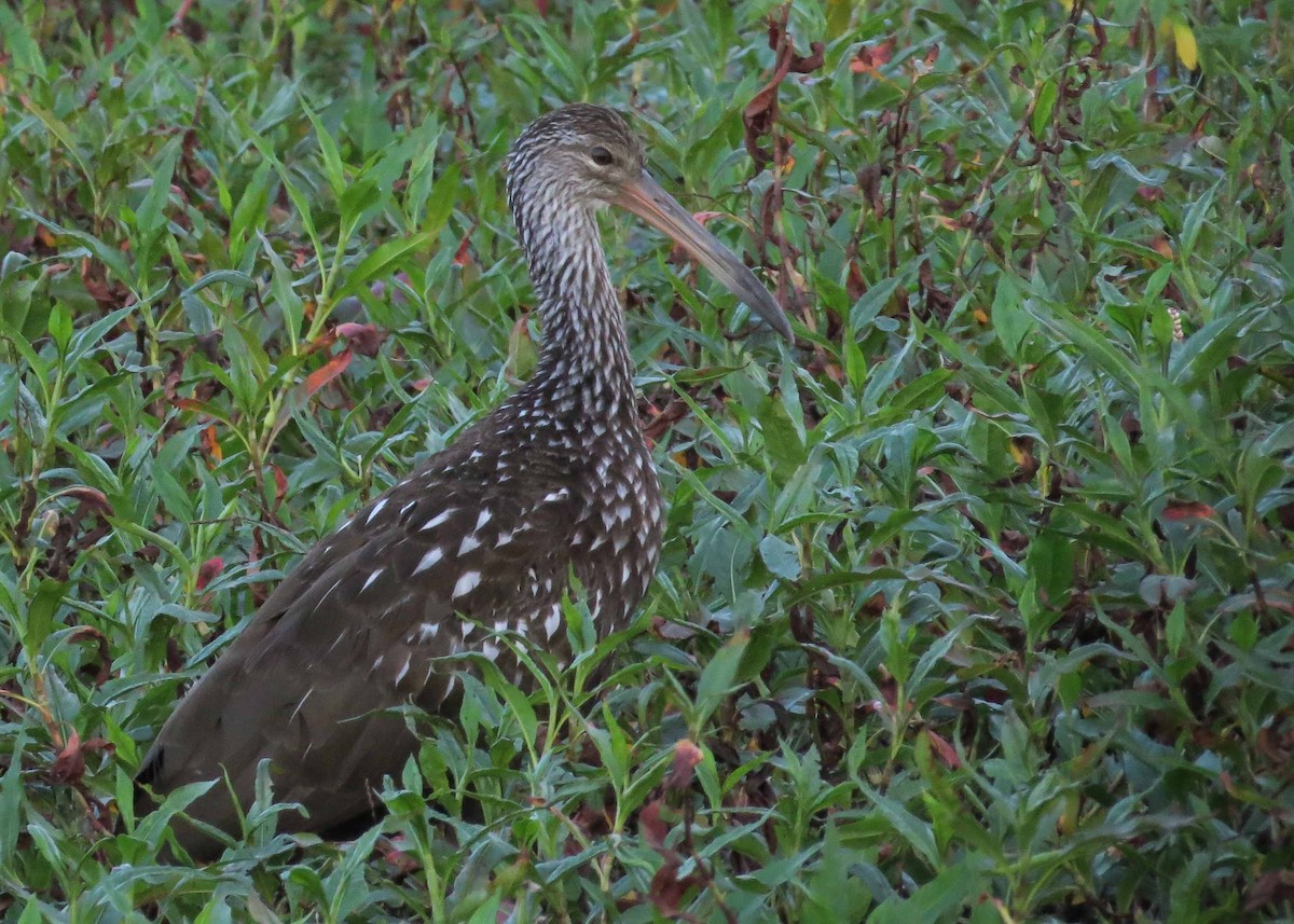 Limpkin - Ian Gardner