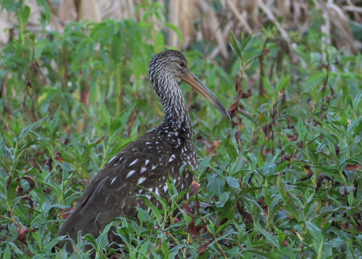 Limpkin - Ian Gardner