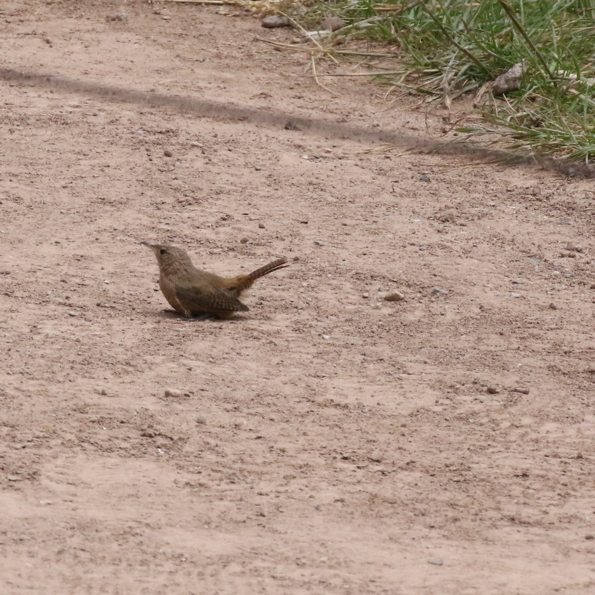 House Wren - ML86323651