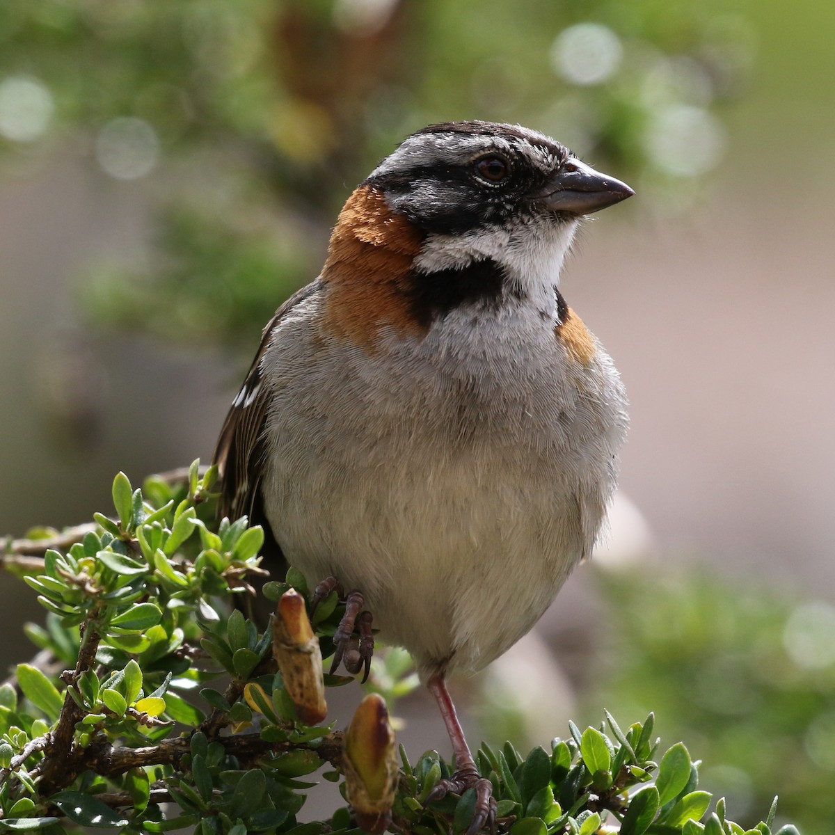 Rufous-collared Sparrow - ML86323821