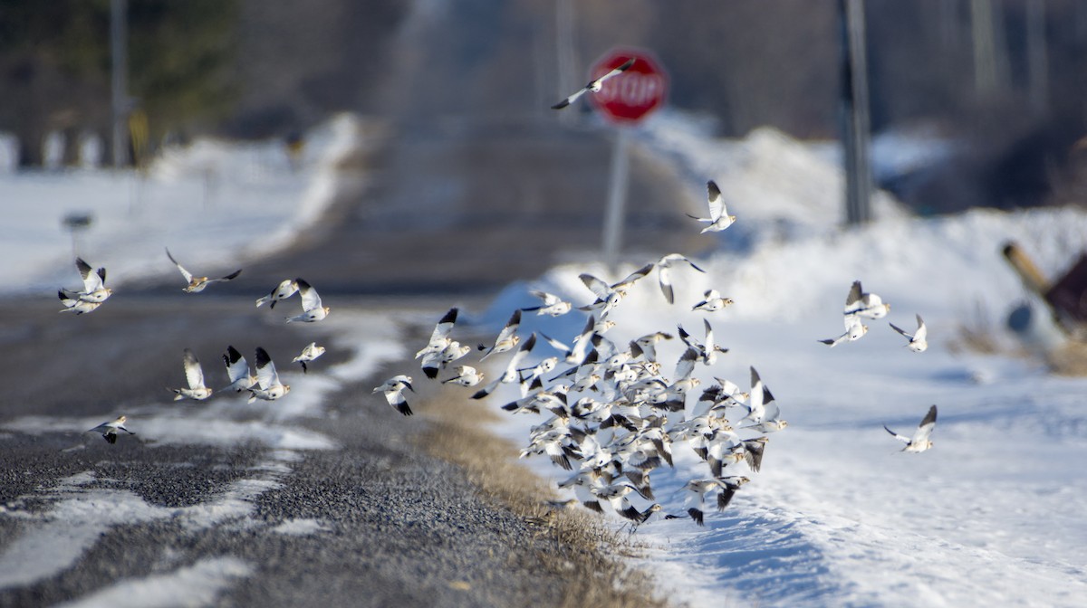 Snow Bunting - ML86324191