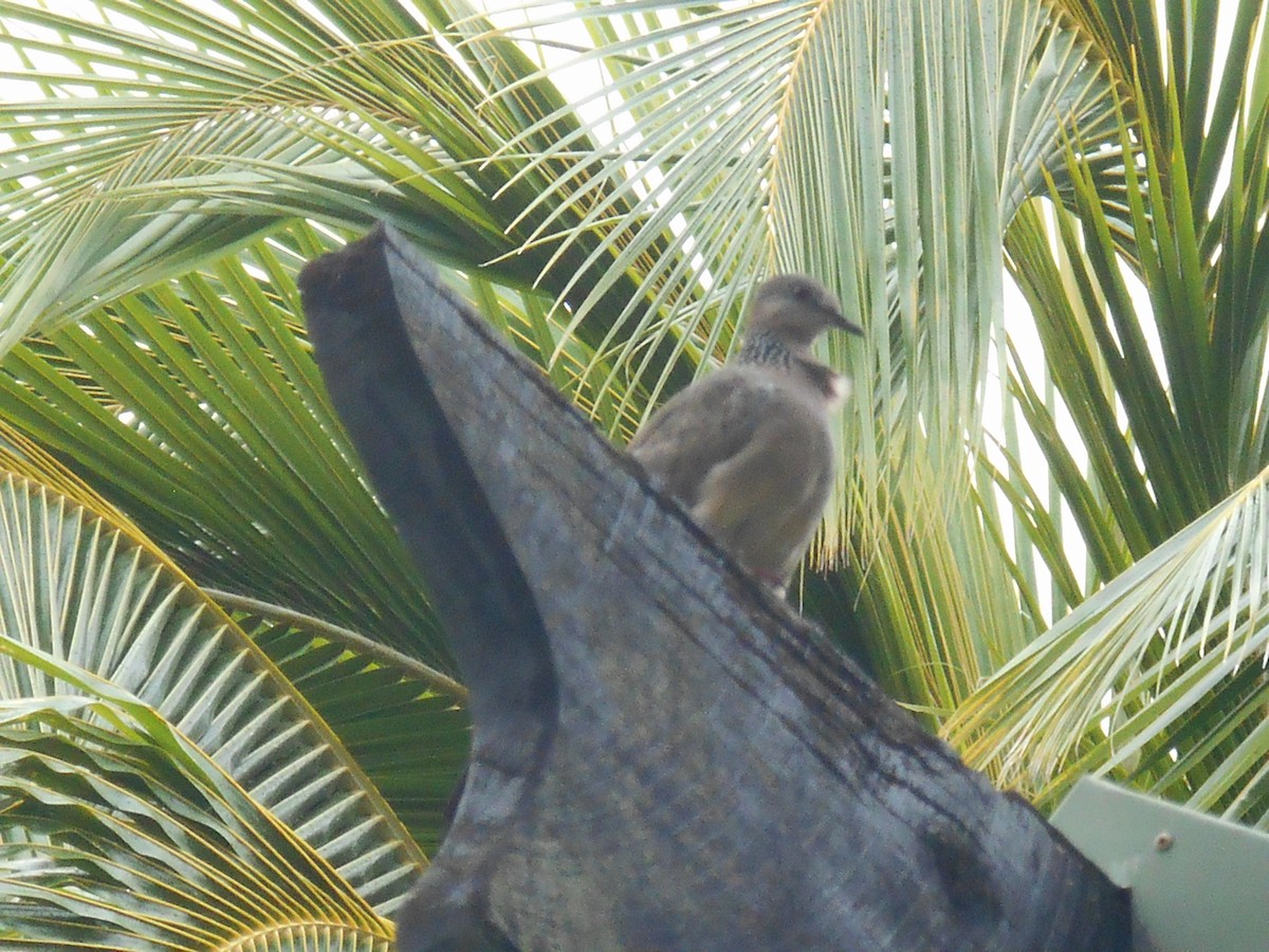 珠頸斑鳩 - ML86324411