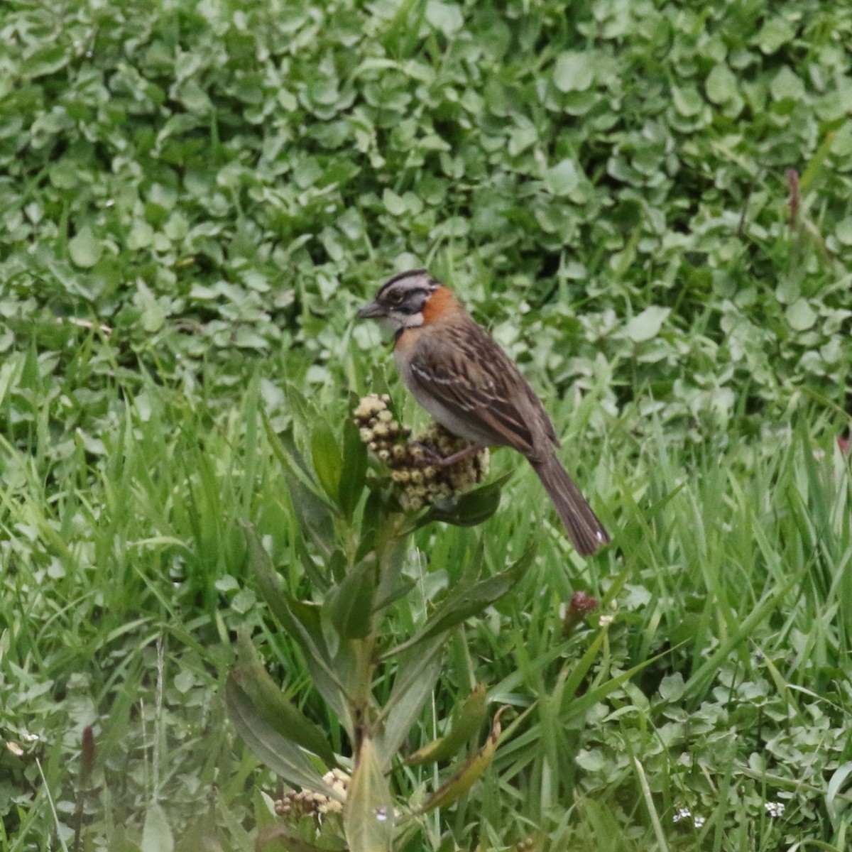Rufous-collared Sparrow - ML86324811