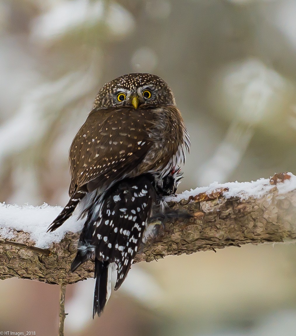 Northern Pygmy-Owl - ML86333341