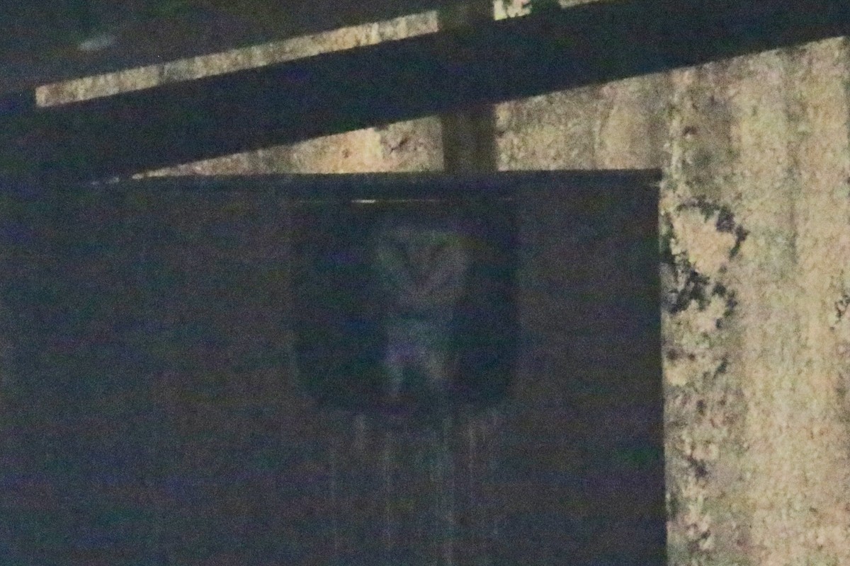 Barn Owl - Gustino Lanese