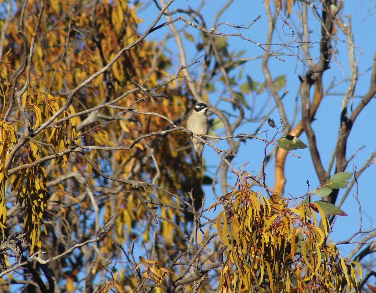 Black-chinned Honeyeater - ML86337221