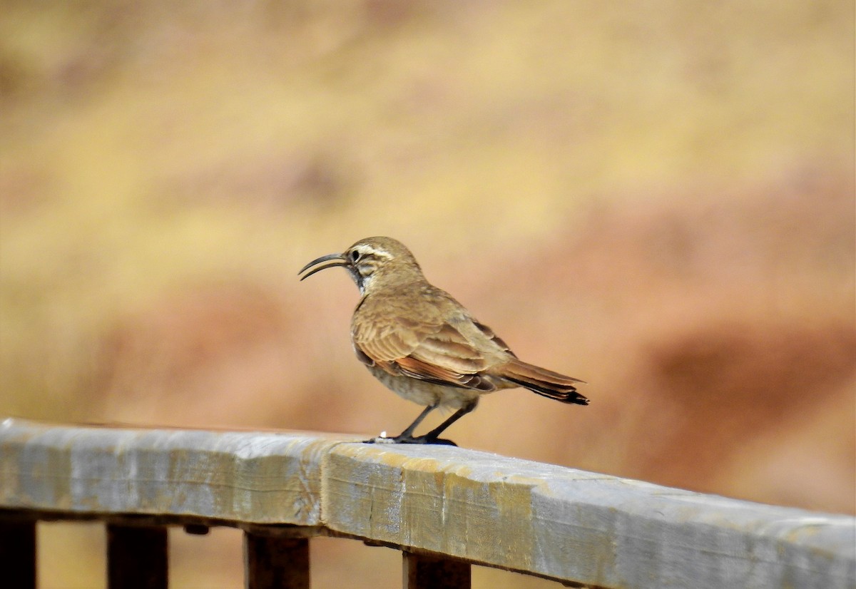 Scale-throated Earthcreeper - ML86337331