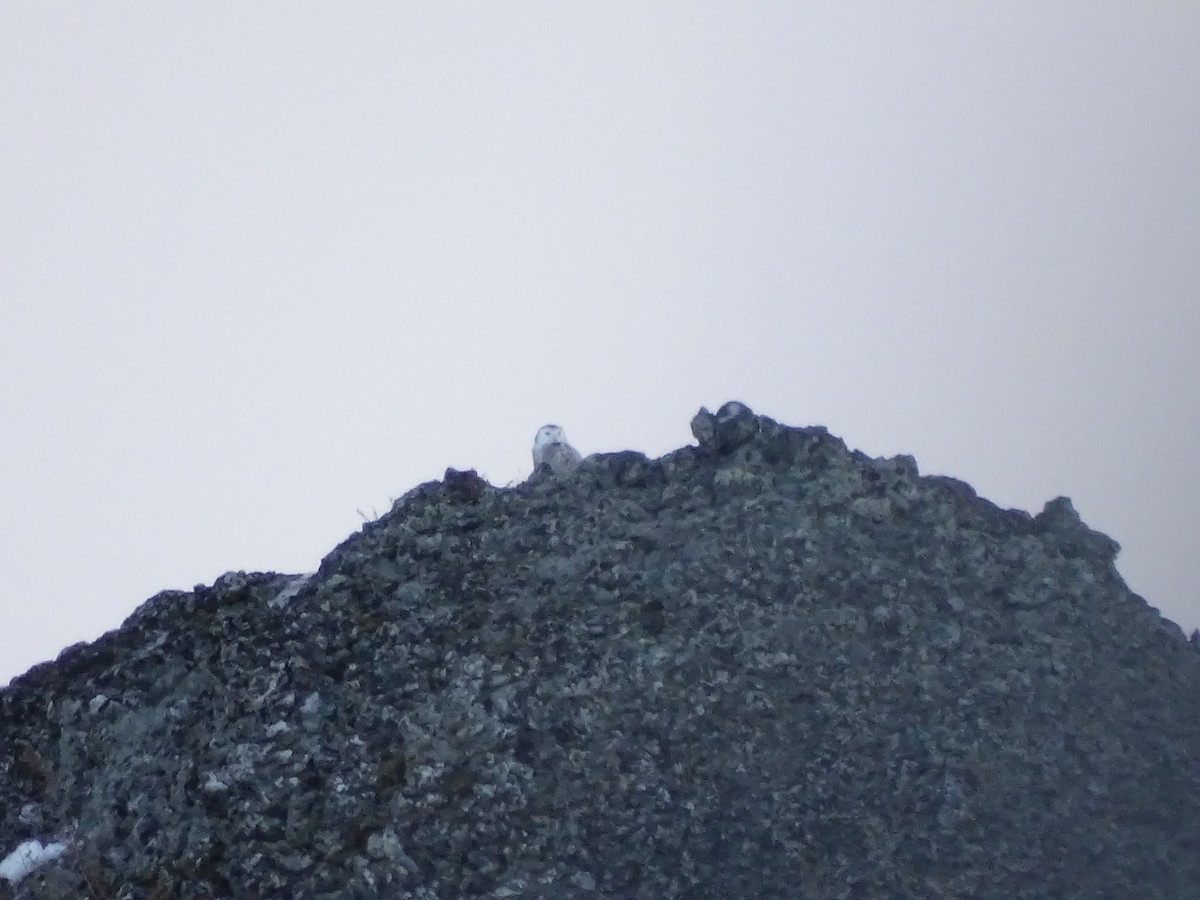 eBird Checklist - 17 Feb 2018 - H Rd NE--north of Hwy 172 - 5 species ...