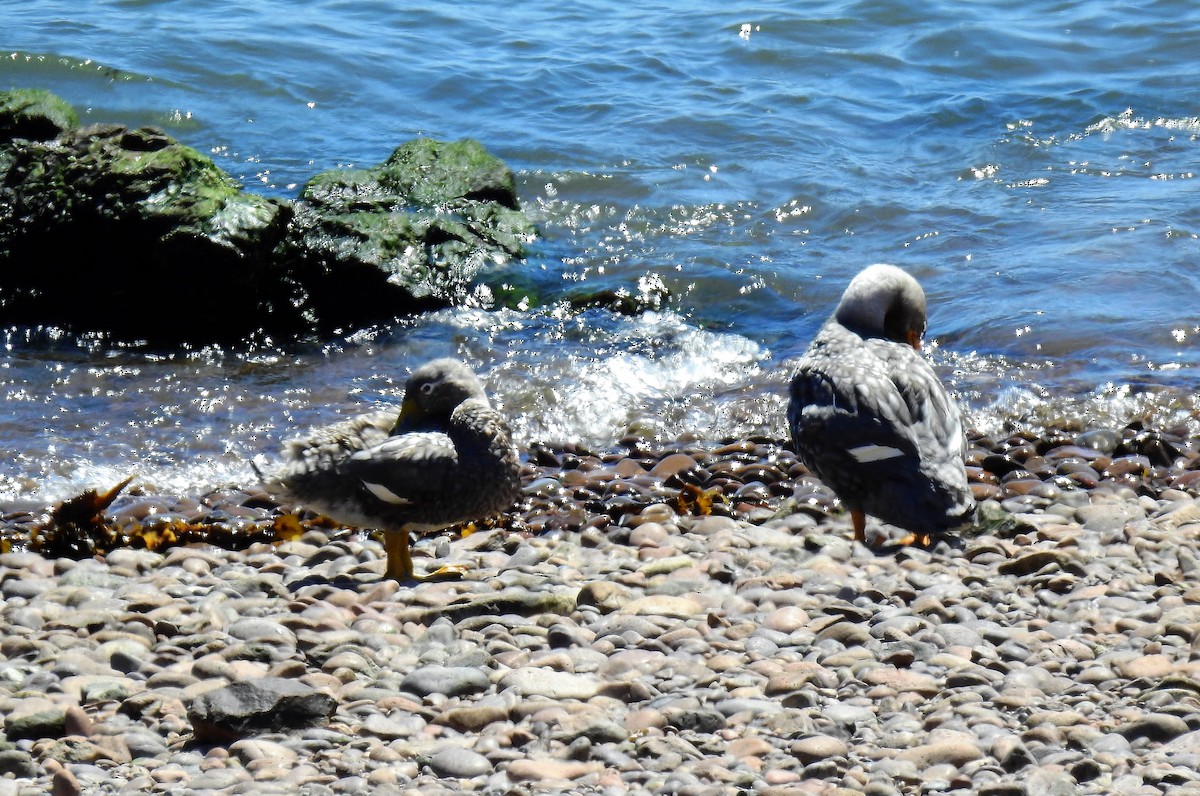 White-headed Steamer-Duck - ML86338731