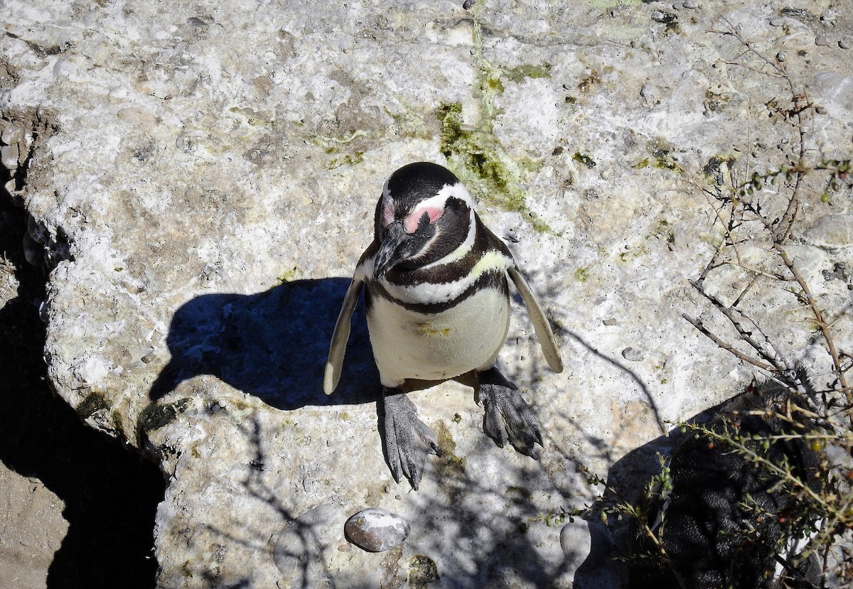 Magellanic Penguin - ML86338881