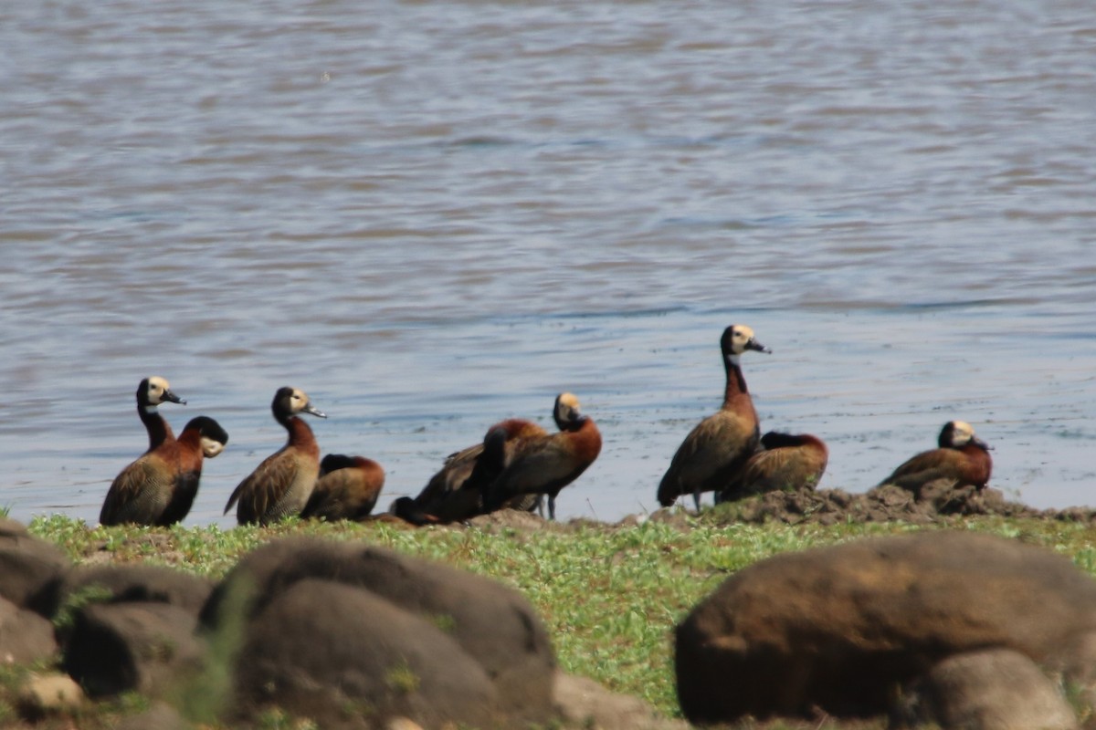 White-faced Whistling-Duck - ML86341771