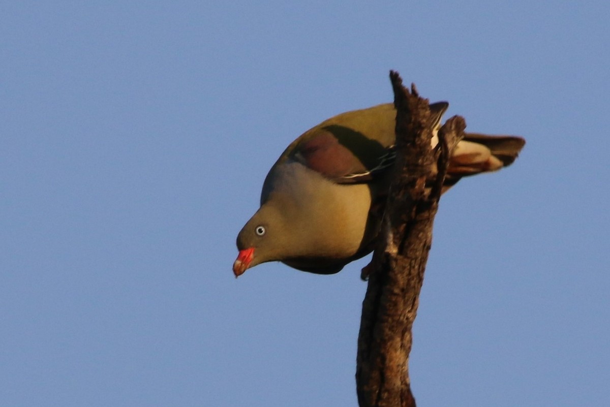 African Green-Pigeon - ML86341921