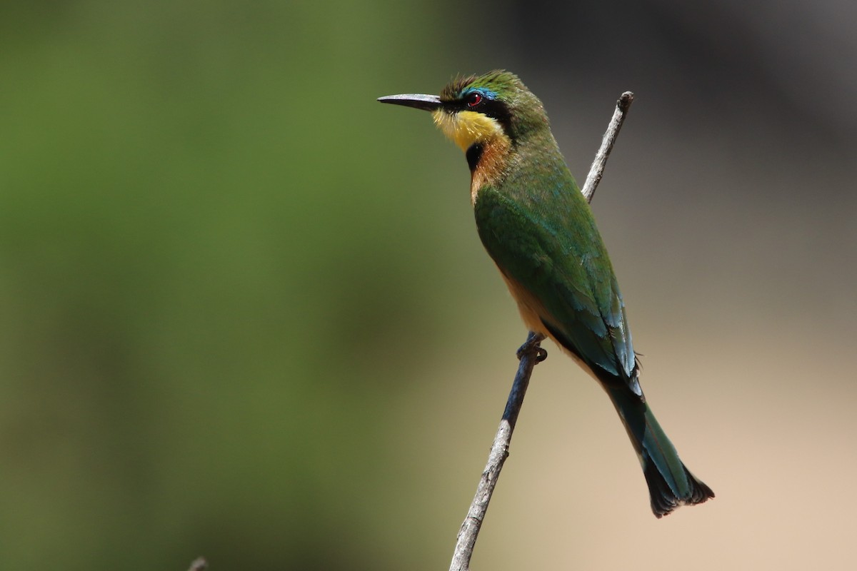 Little Bee-eater - ML86342181