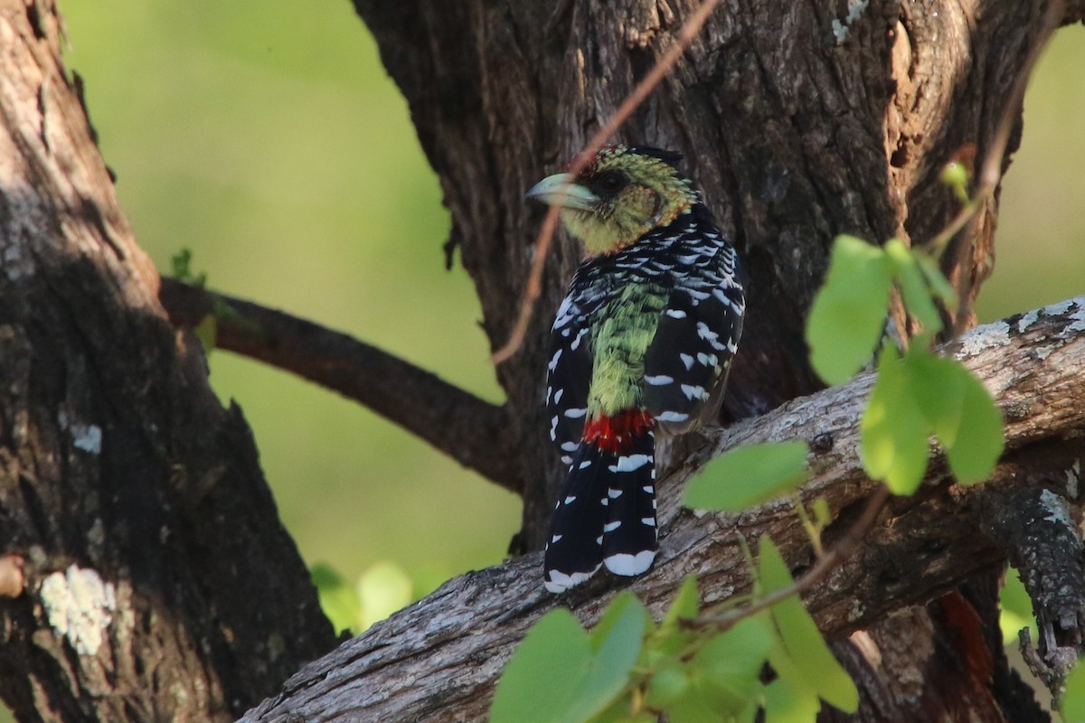 Crested Barbet - ML86342271