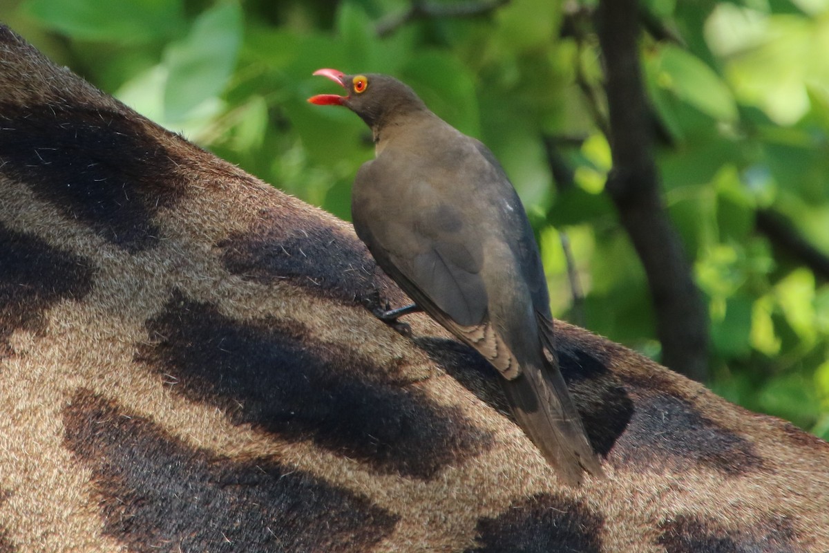 Red-billed Oxpecker - ML86342411