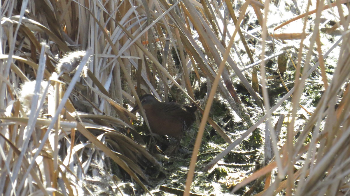 Virginia Rail - ML86342841