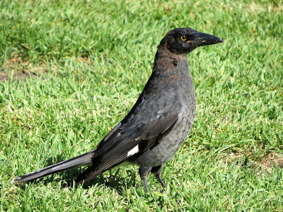 Pied Currawong - ML86342901