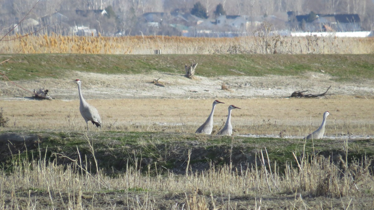 Sandhill Crane - ML86343261