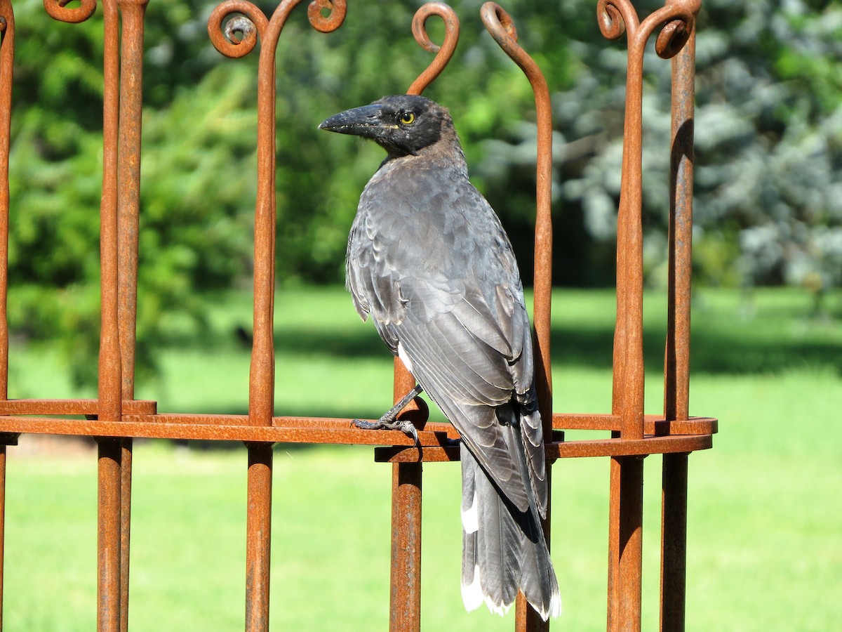 Pied Currawong - ML86343321