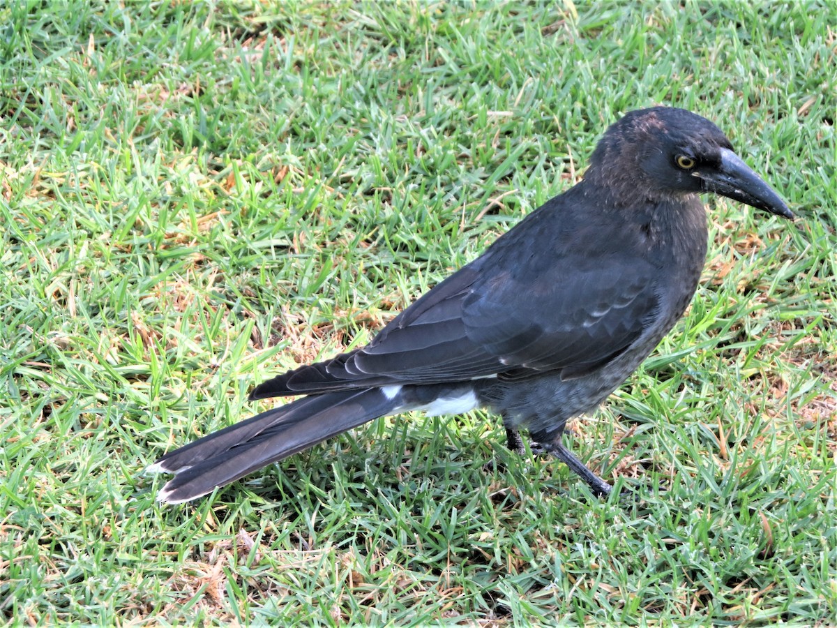 Pied Currawong - ML86344241