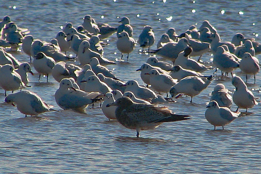 Gaviota Cangrejera - ML86345071