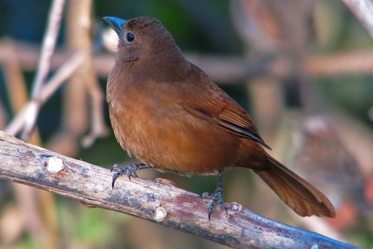 White-lined Tanager - ML86345211