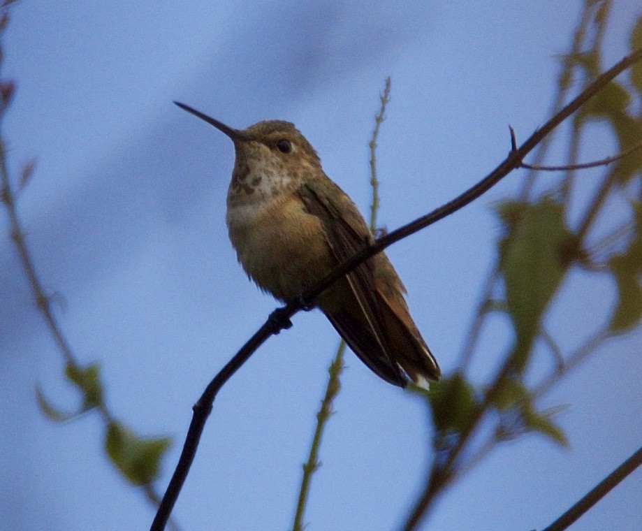 Rufous Hummingbird - ML86345341