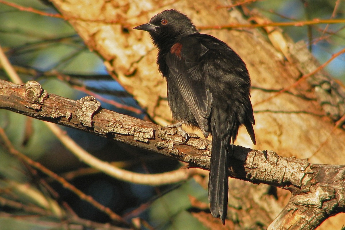 Variable Oriole - ML86346121