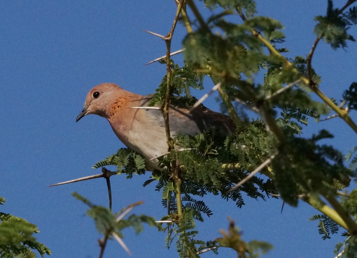 Laughing Dove - ML86347931