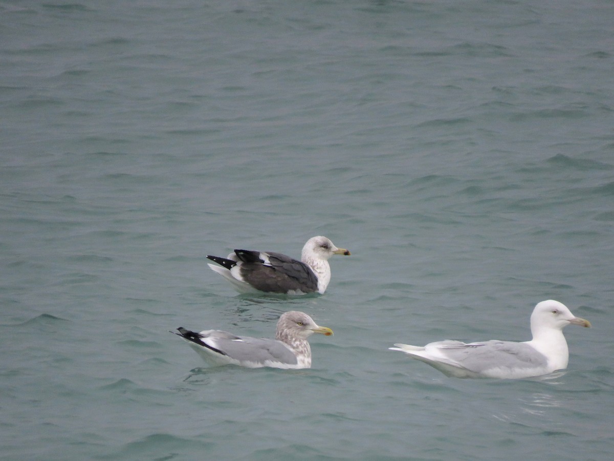 Lesser Black-backed Gull - Isoo O'Brien