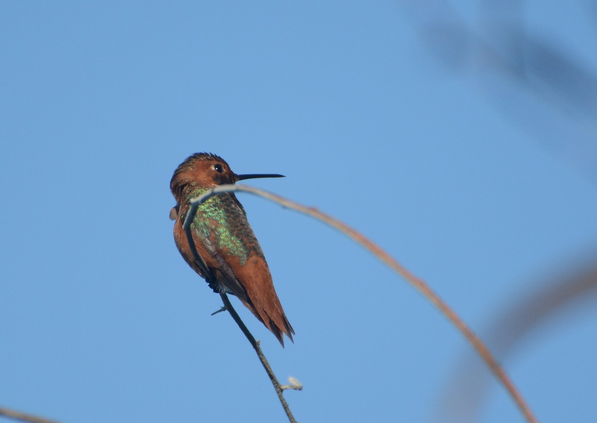 Colibri d'Allen - ML86349731