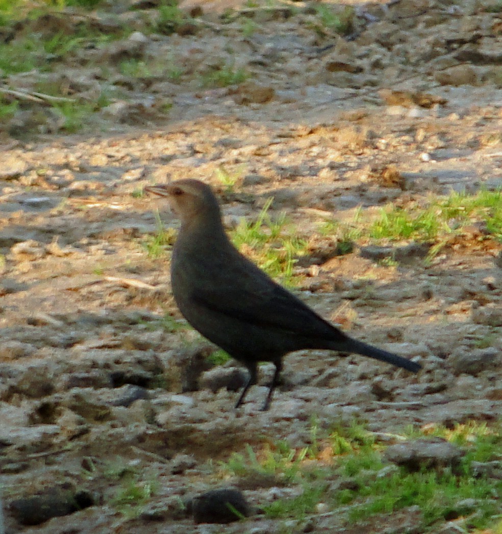 Brewer's Blackbird - ML86351131