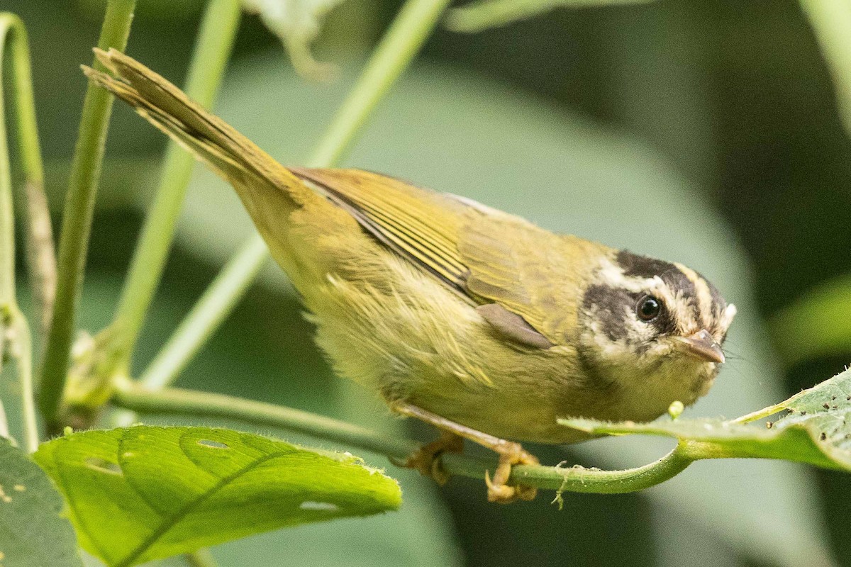 Three-striped Warbler - ML86353091