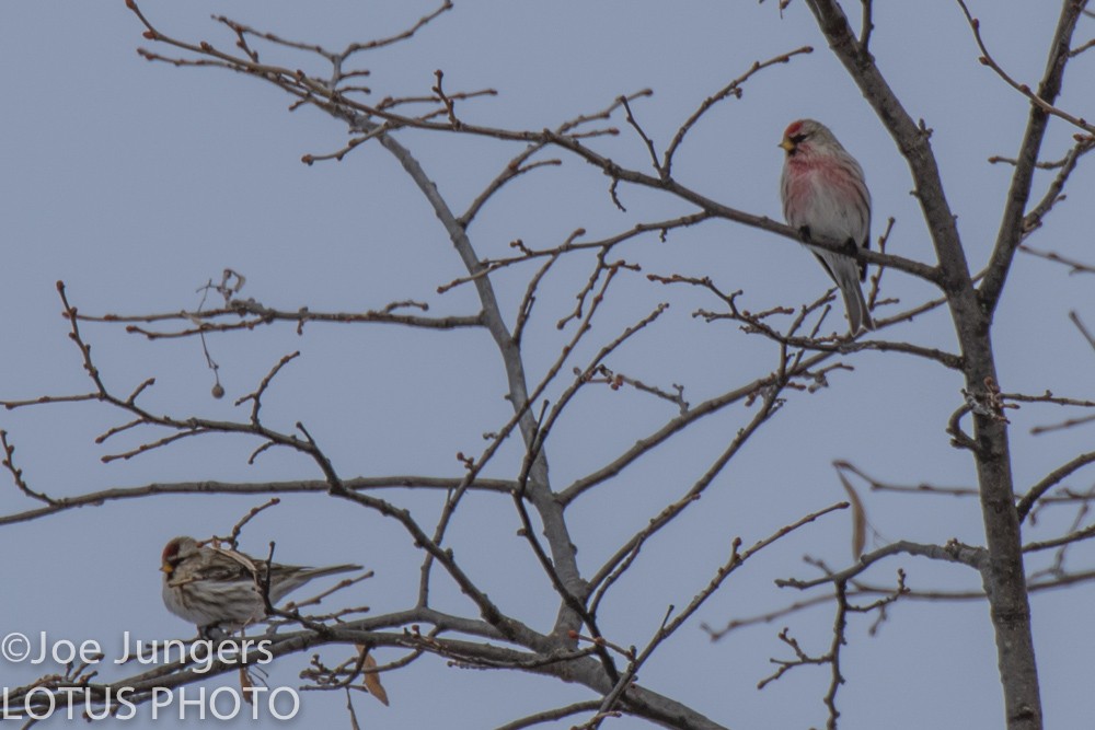 Common Redpoll - ML86353871