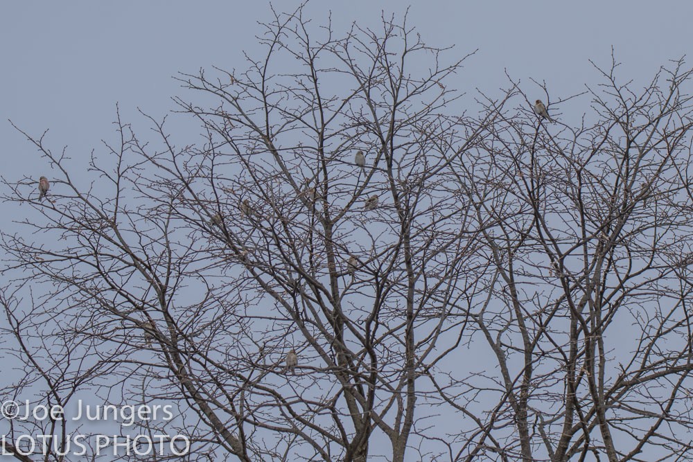 Common Redpoll - Joe Jungers