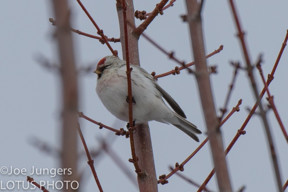 Hoary Redpoll - ML86353971