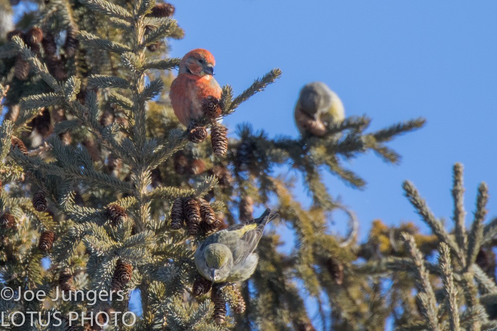 Red Crossbill - ML86355021