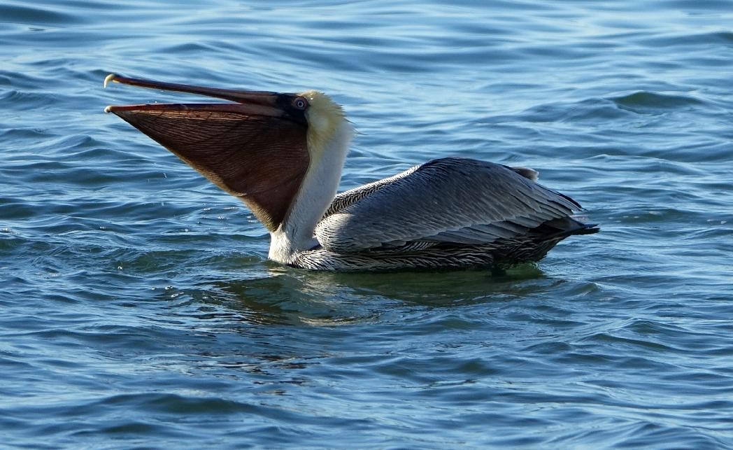 pelikán hnědý - ML86355121