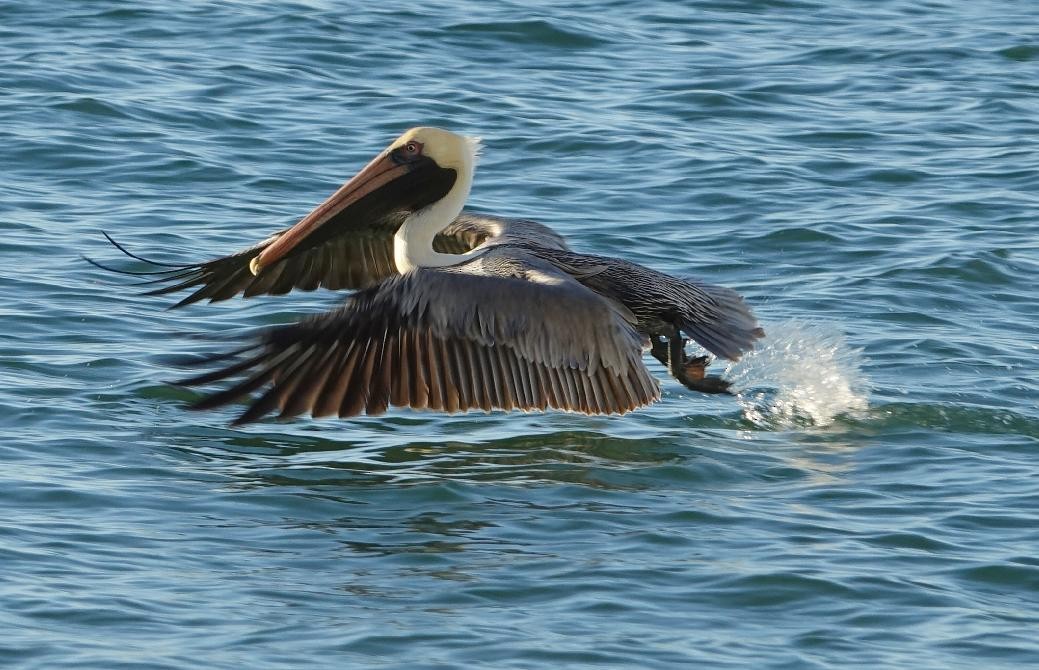 Brown Pelican - ML86355141