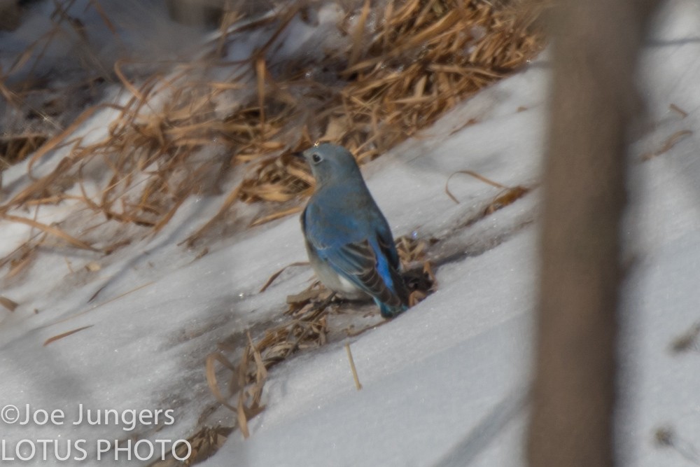 Mountain Bluebird - ML86355401