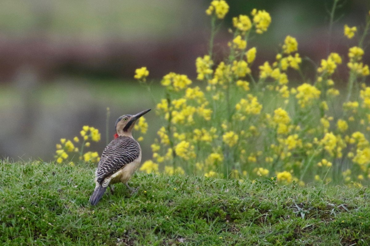 Andean Flicker - ML86355651