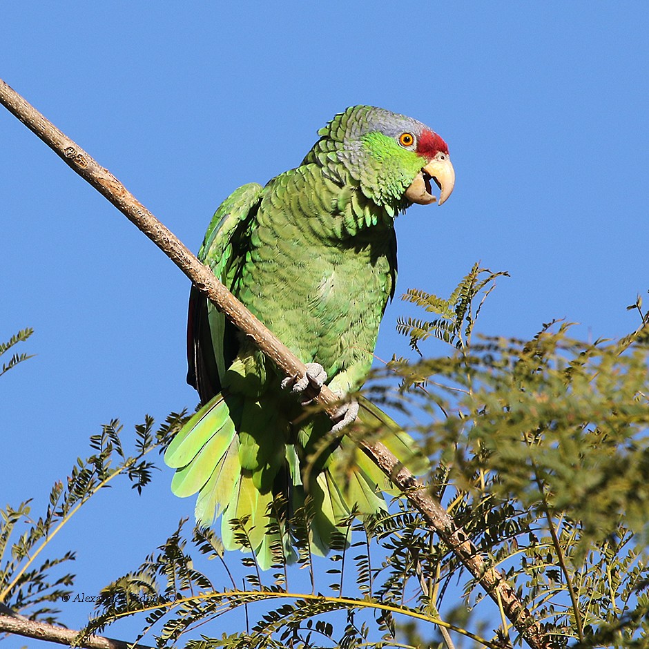 Lilac-crowned Parrot - Alexander Viduetsky