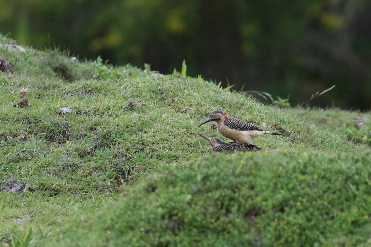 Andean Flicker - ML86356101