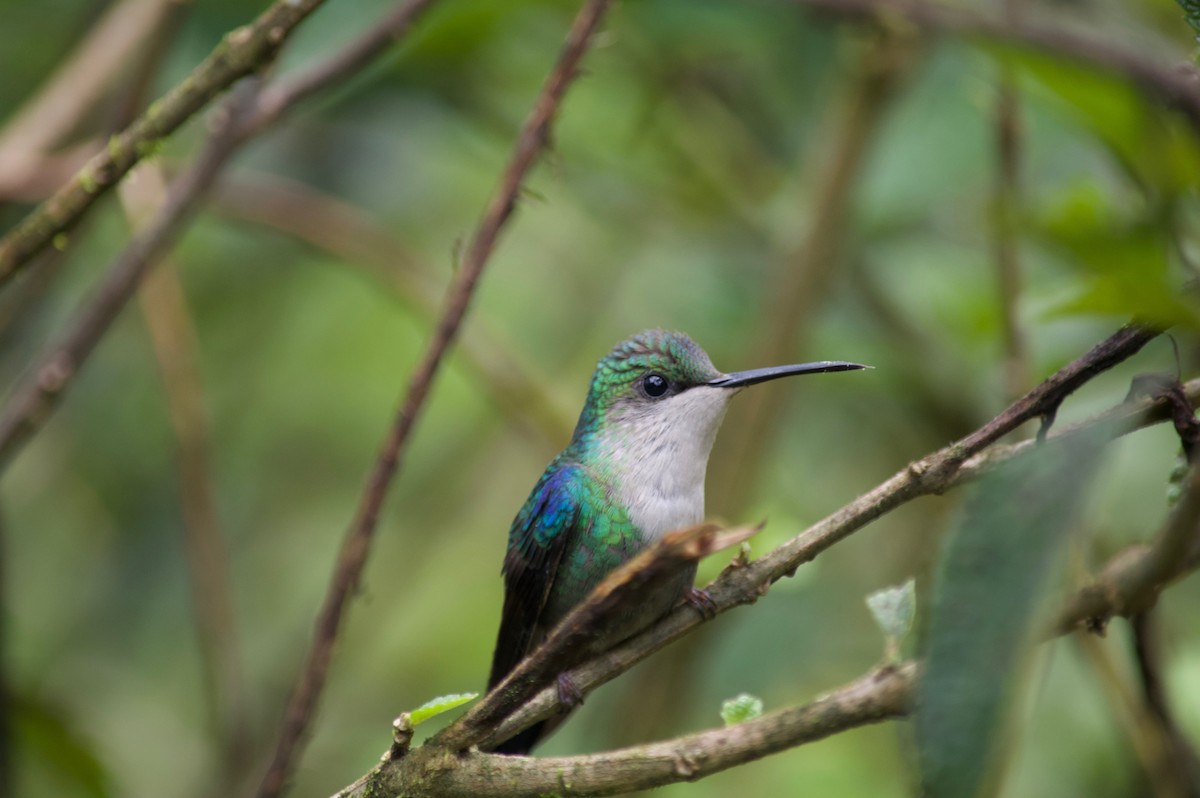 Colibrí Cabeciazul - ML86357181